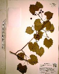 Vitis rotundifolia image