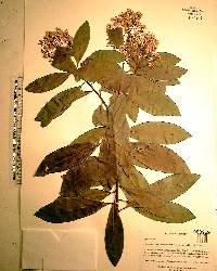 Ardisia escallonioides image