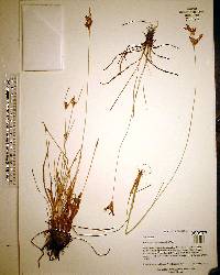 Fimbristylis dichotoma image