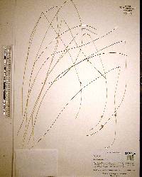 Scleria georgiana image