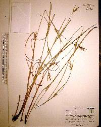 Scleria reticularis image