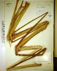 Typha domingensis image