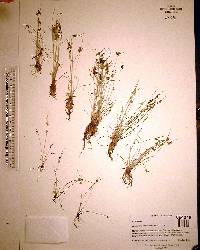 Cyperus leptocarpus image