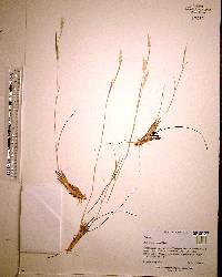 Andropogon tracyi image