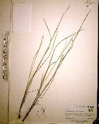 Digitaria filiformis image