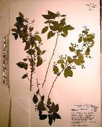 Berchemia scandens image