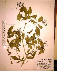 Cornus asperifolia image