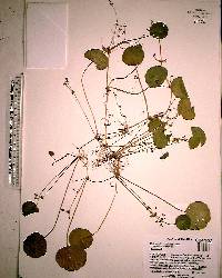 Hydrocotyle verticillata image