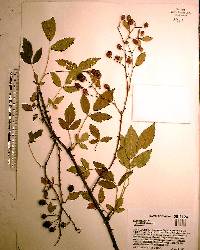 Rubus argutus image