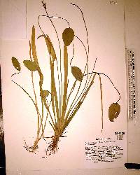 Sagittaria subulata image