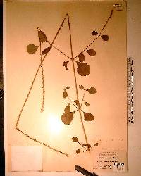 Achyranthes aspera image
