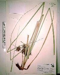 Cyperus planifolius image