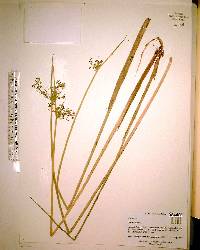 Cyperus haspan image