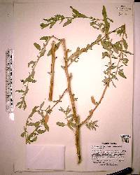 Atriplex pentandra image