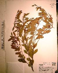 Lyonia fruticosa image
