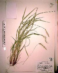 Setaria macrosperma image