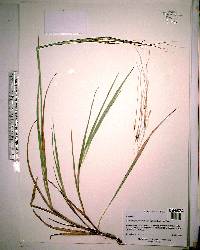 Chrysopogon pauciflorus image