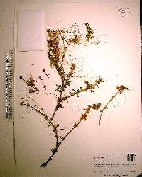 Cuscuta pentagona image