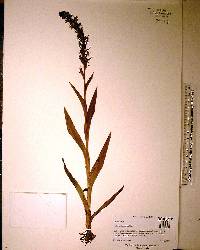 Habenaria repens image