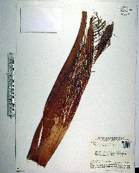 Geonoma undata image