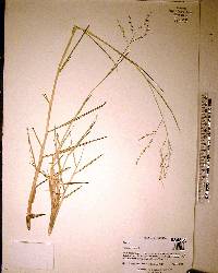 Panicum repens image