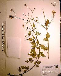 Bidens alba image