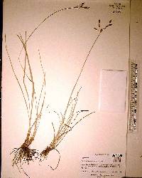 Fimbristylis puberula image