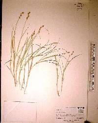 Carex albolutescens image