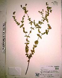 Hypericum tetrapetalum image