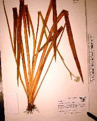 Lachnanthes caroliana image