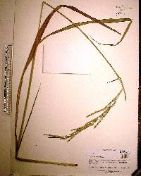 Paspalum urvillei image