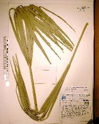 Sabal palmetto image