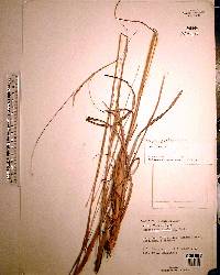 Andropogon ternarius image