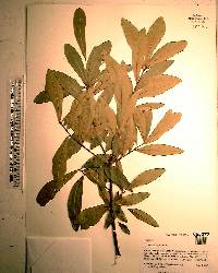 Quercus laurifolia image