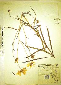 Helianthus angustifolius image