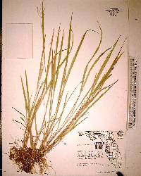 Panicum hians image