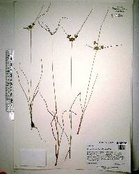 Cyperus filiculmis image