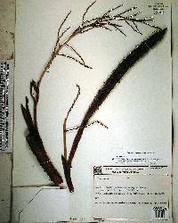 Desmoncus polyacanthos image
