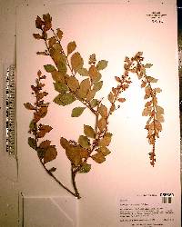 Lyonia fruticosa image