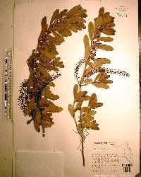 Cyrilla racemiflora image