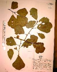 Quercus arkansana image