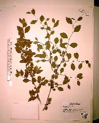 Ilex ambigua image