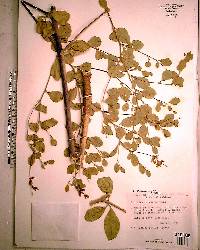 Psoralea canescens image