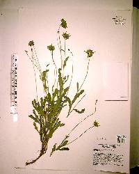 Berlandiera subacaulis image