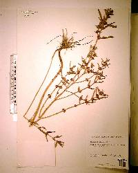 Ammannia latifolia image