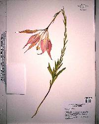 Lilium catesbaei image