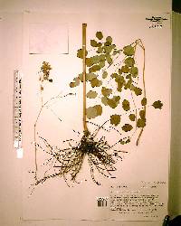 Thalictrum amphibolum image