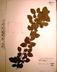 Berchemia scandens image