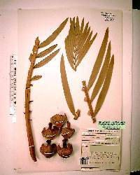 Encephalartos nubimontanus image