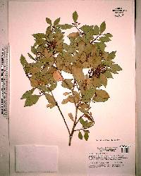 Lyonia ferruginea image